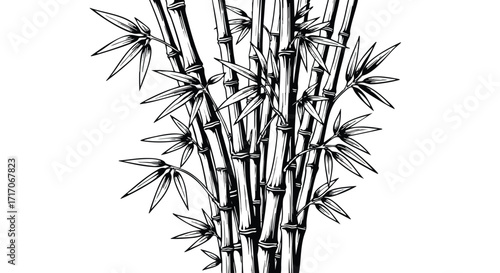 Detailed black and white illustration of a cluster of bamboo stalks with leaves.
