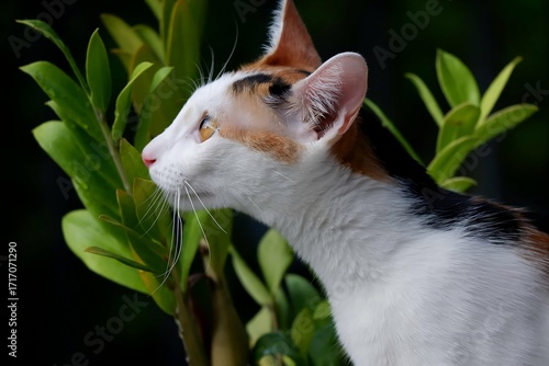 cat on the grass