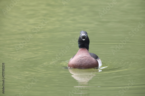 Canvas Print Baer's pochard (Aythya baeri) is a diving duck found in eastern Asia