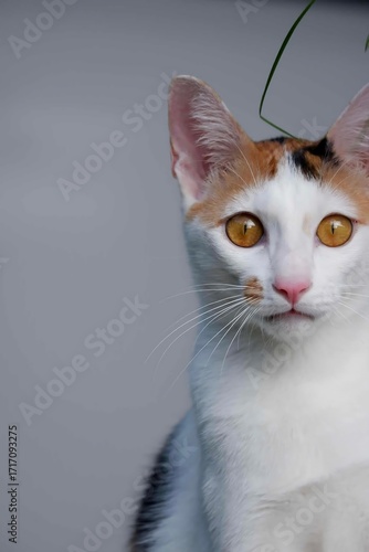  The cat with eyes full of curiosity