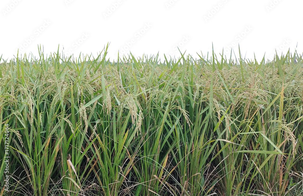Fototapeta premium green rice field, Rice Field Lush Green Rice Plants Ready for Harvest, rice field in thailand, green paddy field in the morning, 