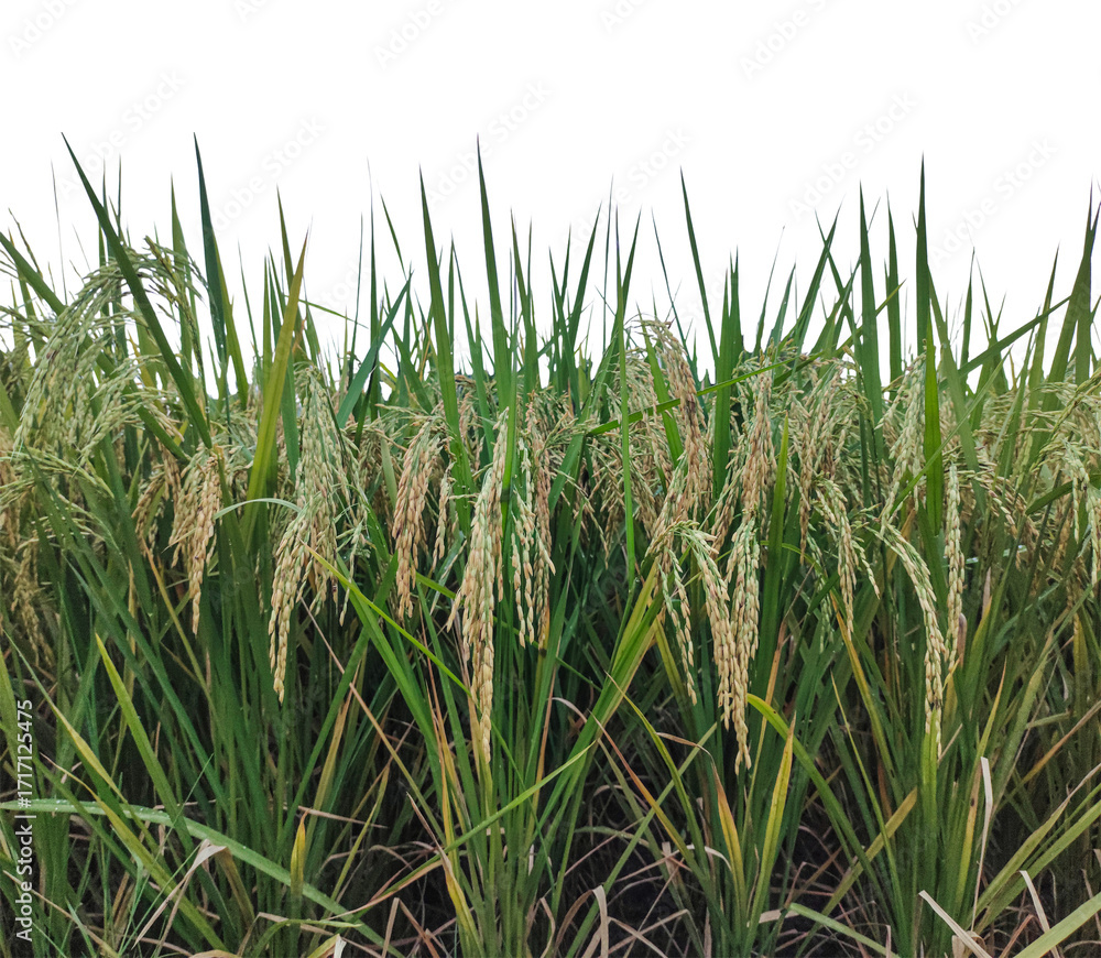 Obraz premium A serene morning landscape of a lush green rice paddy field in Bangladesh under a clear blue sky, rice field in the morning, green rice field, rice field with green leaves and tall grass