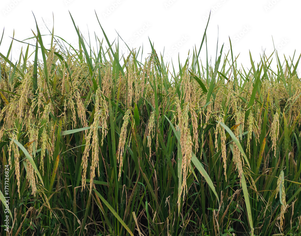 Obraz premium rice field with green grass and tall plants, Close-up of a rice field with golden grains ready for harvest. rice field in thailand