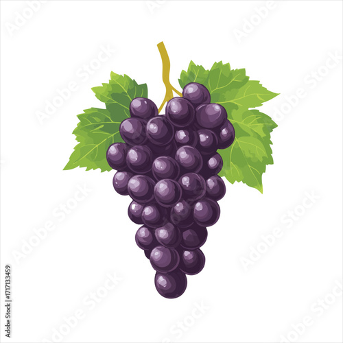 Purple grapes cluster on vine