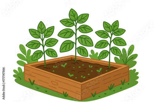Organic vegetable garden with basil plants in a raised wooden bed. Home gardening concept for growing fresh herbs and healthy food. Vector flat cartoon illustration.