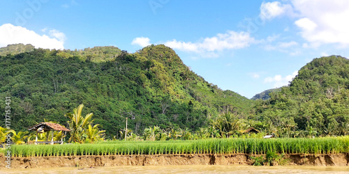 Tropical Mountain Landscape Photo with Green Rice Fields in the Valley Below, Showcasing the Natural Beauty and Serenity of Lush Tropical Nature