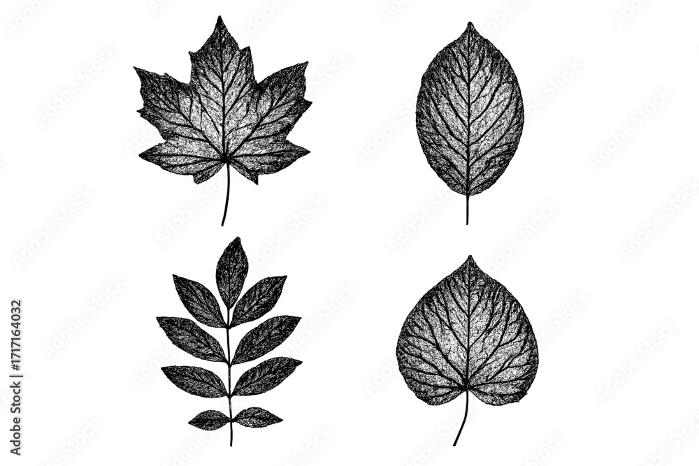 Fototapeta premium Set of four different leaves with halftone texture. Botanical vector illustration collection. Vintage engraving style graphic elements for design. Maple, ash and linden leaf.
