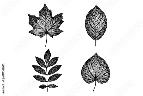 Set of four different leaves with halftone texture. Botanical vector illustration collection. Vintage engraving style graphic elements for design. Maple, ash and linden leaf.
