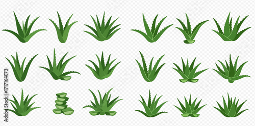 Collection of stylized aloe vera plants and sliced aloe vera on a transparent background.