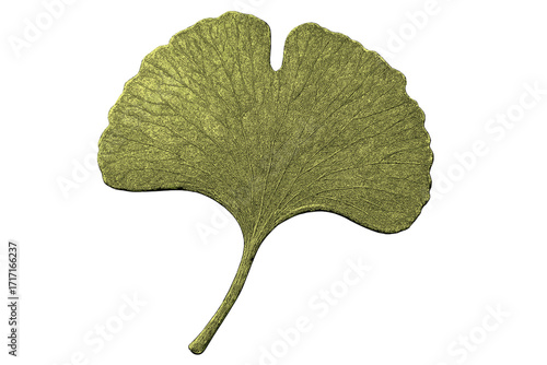 Hyper-realistic ginkgo biloba leaf, isolated. Detailed prehistoric green leaf with visible veins and texture. Natural botanical vector. Symbol of longevity, wellness, herbal medicine.