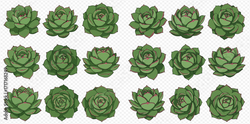 Illustration of multiple green succulent plants arranged in rows on a light background.