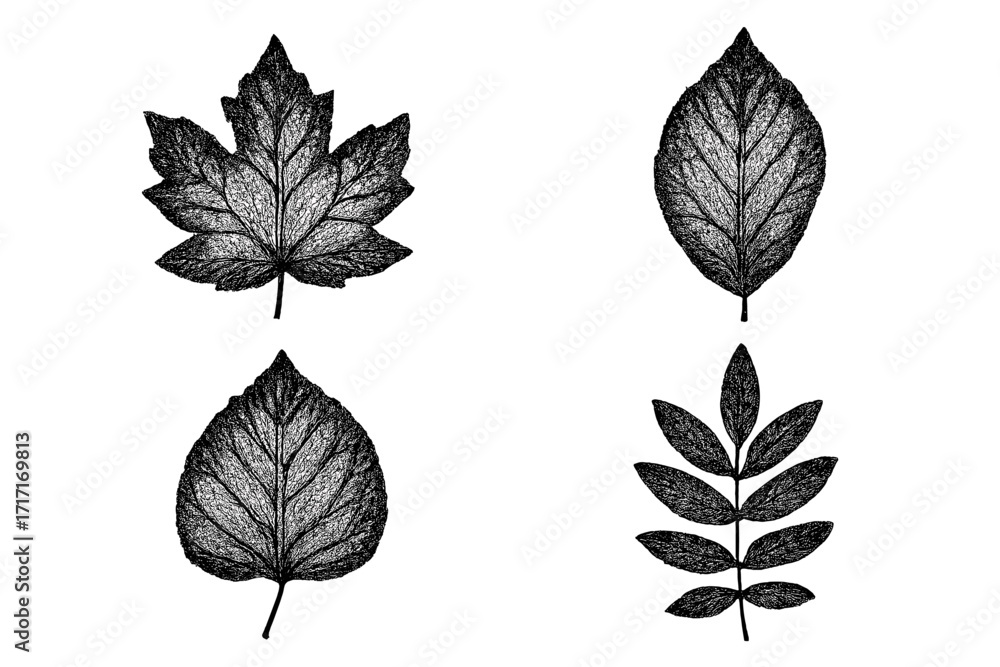 Obraz premium Stylized halftone dotted black and white leaves set, grunge autumn forest leaf stamps, vector design elements and cartoon illustration with transparent background, four leaf types
