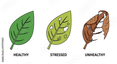 Vector Icons Set of Visual Guide to Plant Health Showing Healthy Stressed and Unhealthy Leaves. EPS Editable