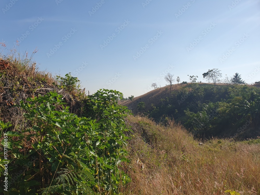 Fototapeta premium Green leaves and landscape 