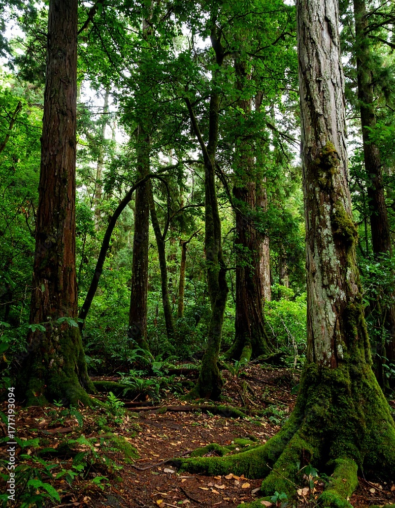 Obraz premium Lush forest floor