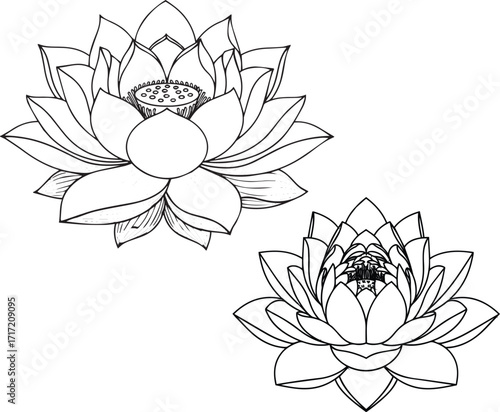 Lotus Flower Pair, Black and White Botanical Illustration with Detailed Petals and Seed Pods
