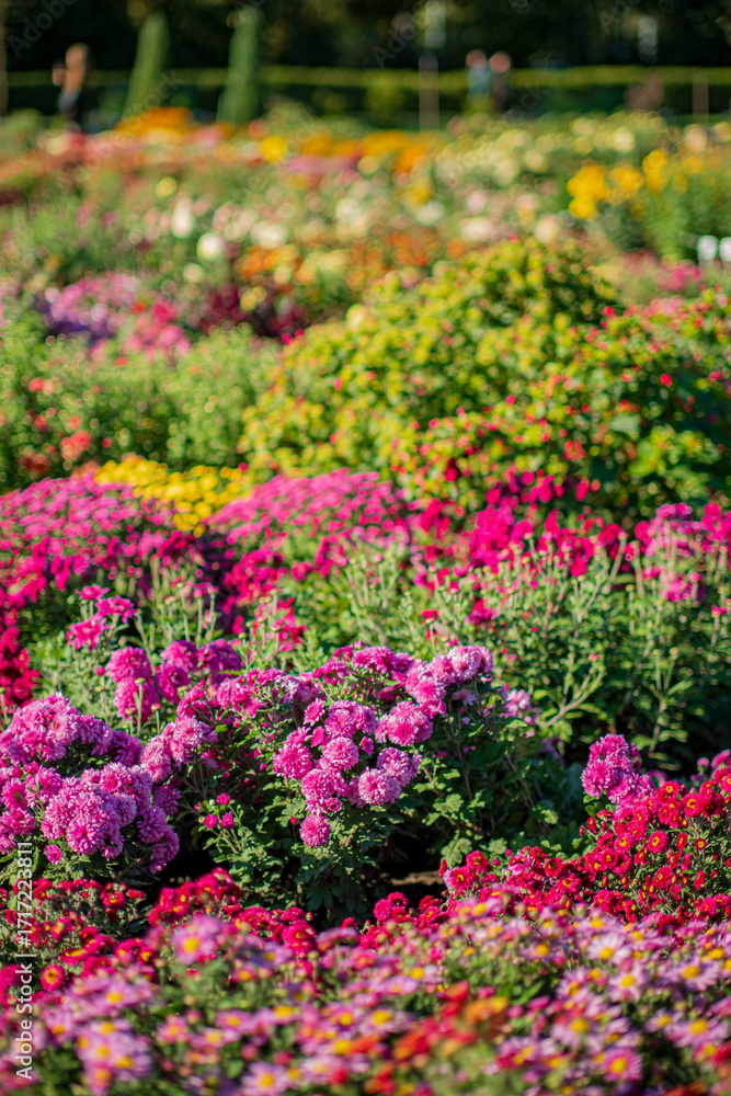 Obraz premium Blooming flowers fill the garden with vibrant colors under the warm summer sun