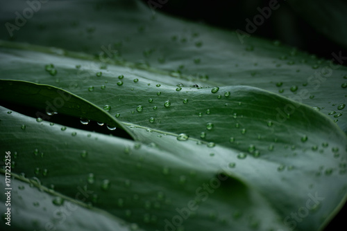 Close up fresh green Monstera leaf with water drops on leaf 