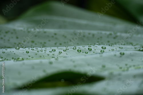 Close up fresh green Monstera leaf with water drops on leaf 