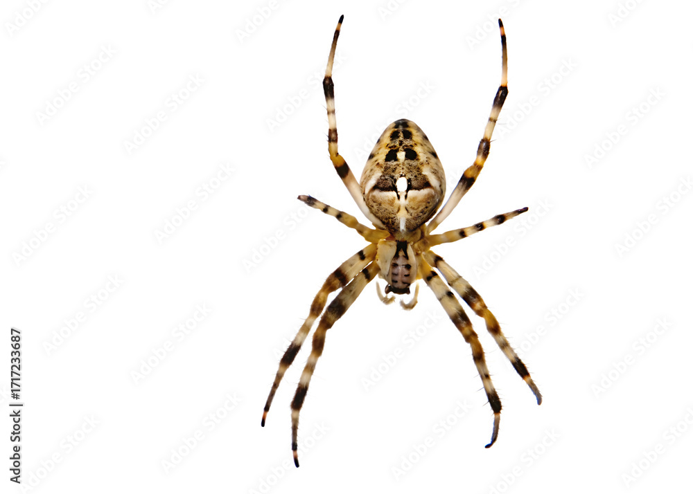 Obraz premium Detailed close-up of a European garden spider on a background arachnid insect isolated on a transparent background