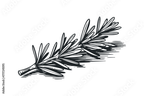 Hand drawn sketch of a rosemary sprig with leaves and stem. Vector hand drawn