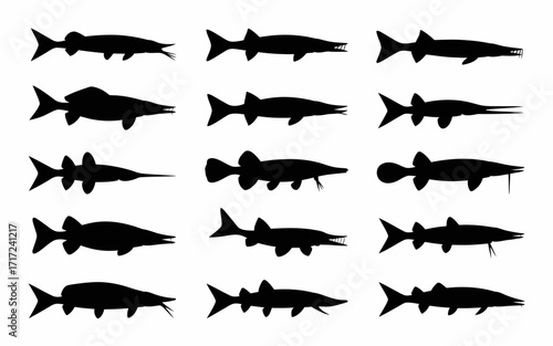 Vector art of set of sturgeon silhouettes, vector illustration