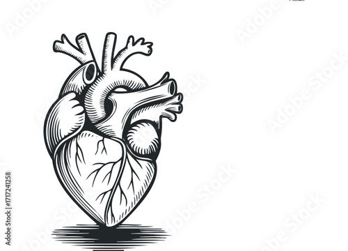 Anatomical Heart Line Art on. Vector hand drawn