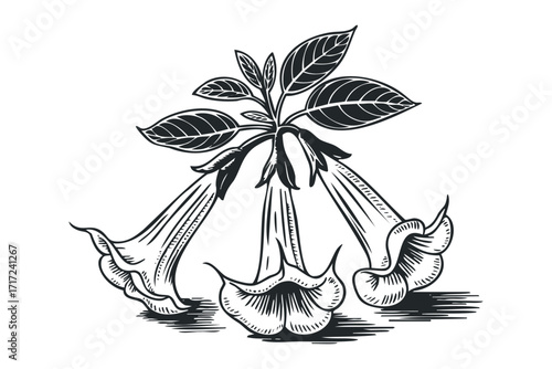 Line art of datura flowers with. Vector hand drawn