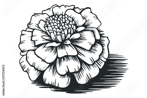 Detailed black and white line drawing of a single marigold flower with textured petals and a cast shadow on. Vector hand drawn