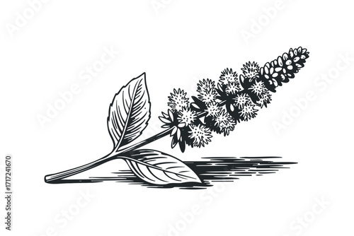 Line art of mint plant sprig with spiky flowers and leaves on. Vector hand drawn