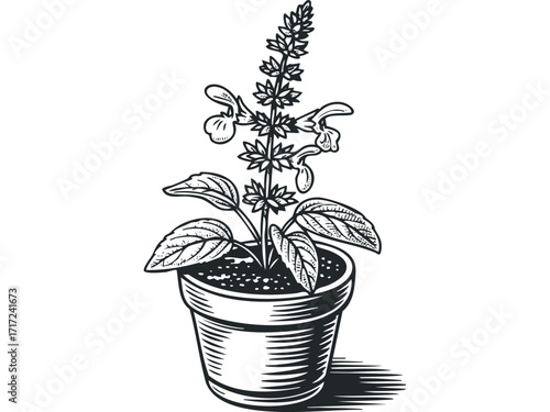 Woodcut style potted flowering plant with leaves on. Vector hand drawn