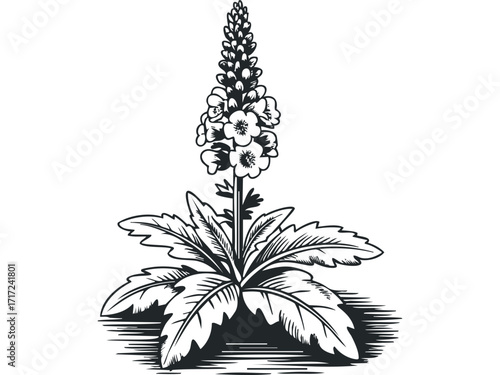 Ink drawing of a flowering plant with leaves on. Vector hand drawn