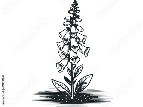 Black and white digital drawing of a flowering plant. Vector hand drawn
