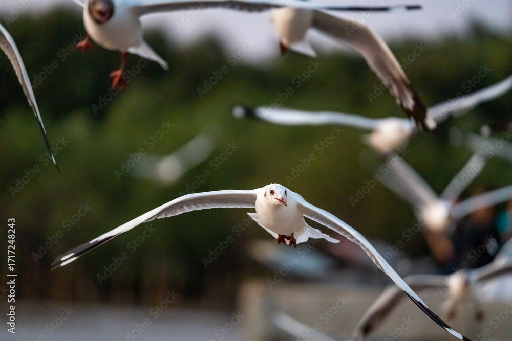 Εκτύπωση καμβά Many seagulls fleeing from the cold weather in Siberia come to Bang Pu, Samut Prakan Province, Thailand, from December to the end of March every year