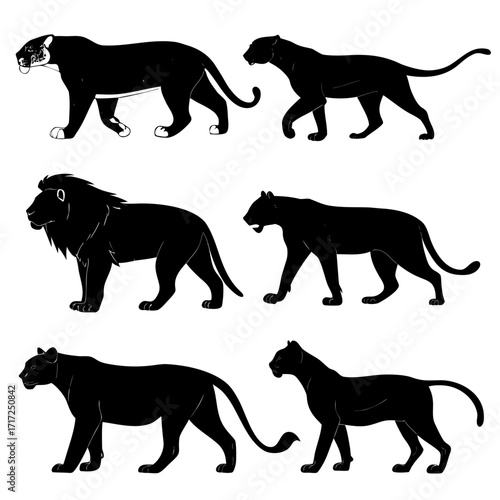 Photography Black wild cat collection wild cats lions