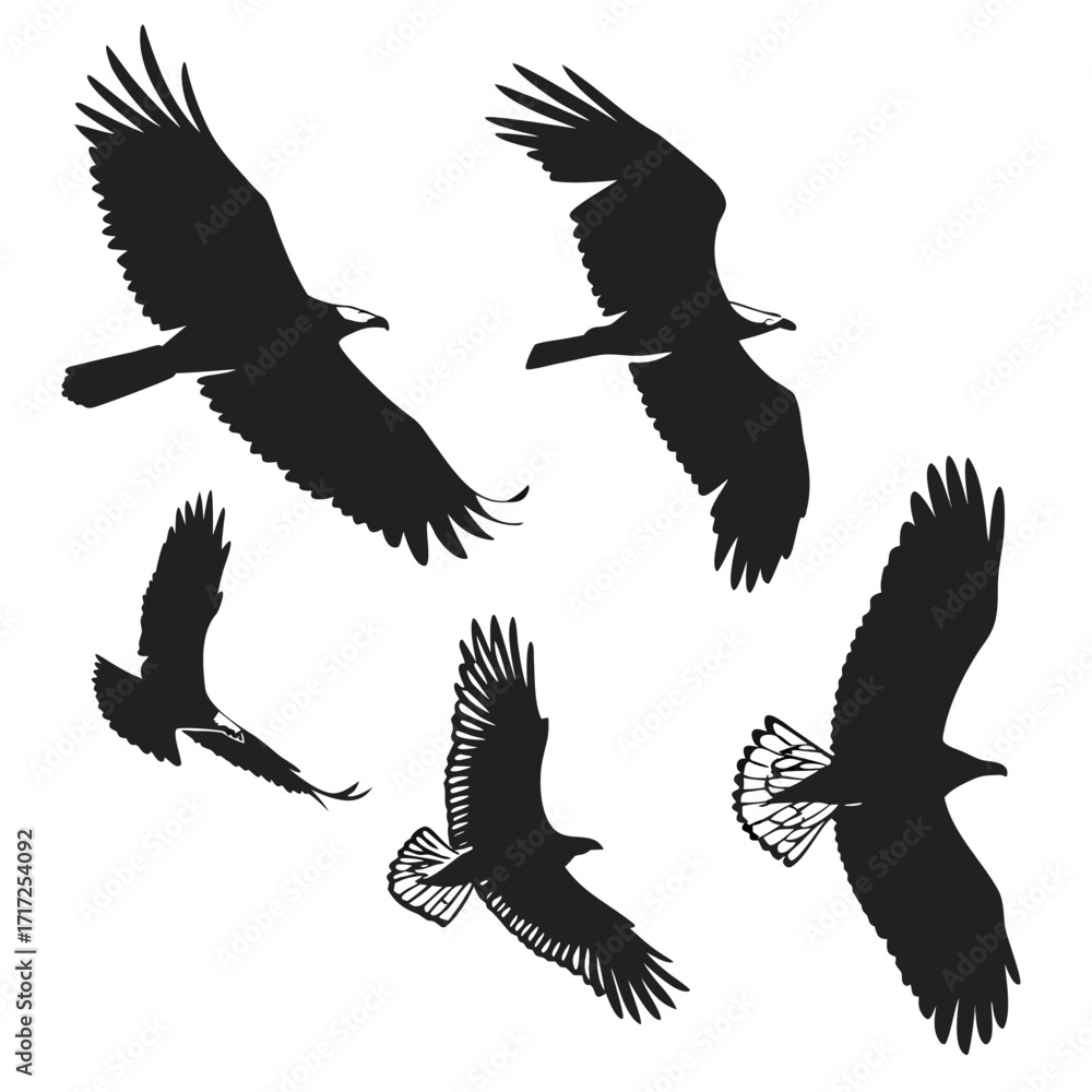 Obraz premium Five black eagles soaring in flight bird wings
