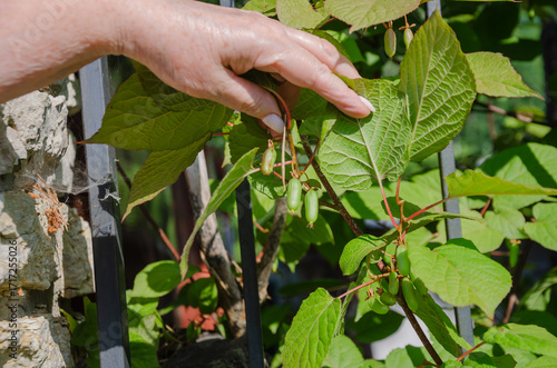 Actinidia kolomikta, ornamental fruit vine. green fruits grow