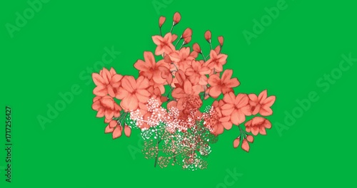 Graphic designer making floral art on clear backdrop featuring coral blossoms, buds, white clusters