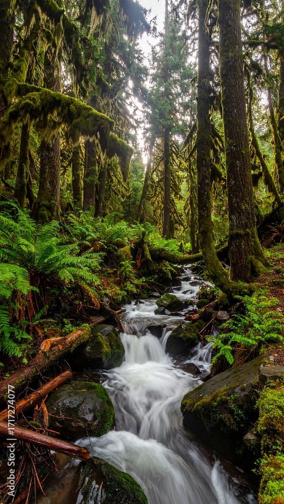 Obraz premium Tranquil Forest Stream Flowing.