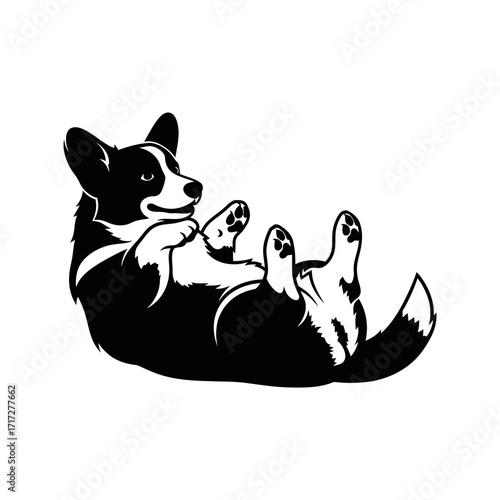 Adorable Sturdy Silhouette of a Welsh Corgi Dog Rolling for a Rub Playful Pet
