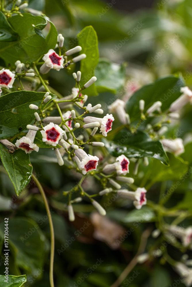 Obraz premium The flowers are white or purple, and the inside is colored reddish-purple. The stem grows by winding up a fence or other plants.