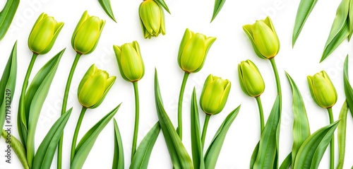 Whimsical stylized green tulips in a botanical pattern on a white background, green floral, nature pattern