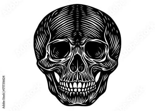 Human Skull Silhouette, Anatomy Science SVG, PNG