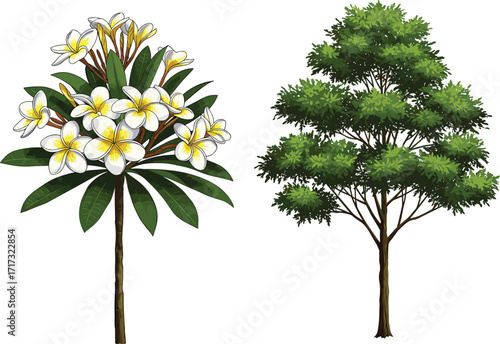 Plumeria flowering tree and leafy deciduous tree illustration with foliage contrast, botanical nature concept for seasonal vector landscape design artwork