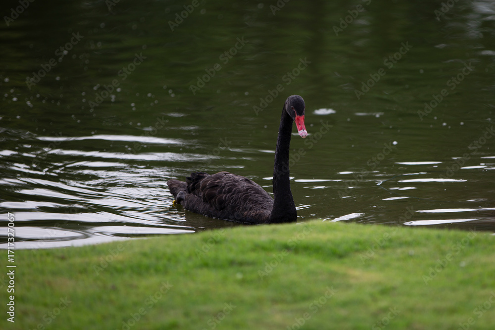 Obraz premium black swan swimming on the lake in the park with green grass - Chiang Mai ,Thailand