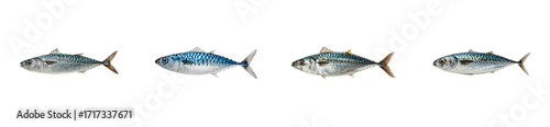 Four whole atlantic mackerel fish, cut out transparent