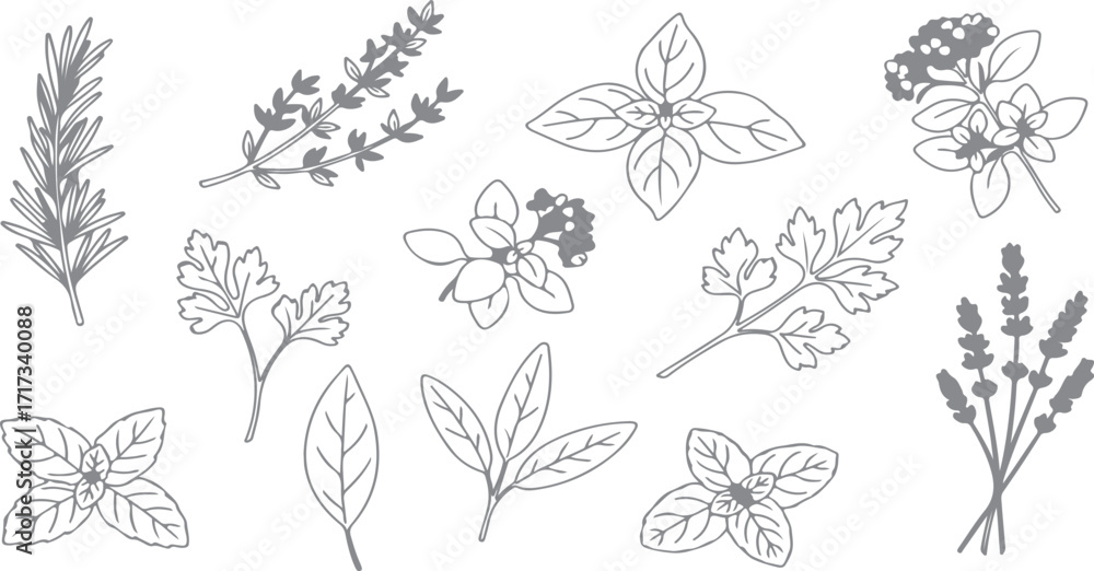 Fototapeta premium Delicate Herb Collection Outline Graphic Vector Illustration showcasing rosemary thyme basil oregano parsley sage mint lavender and bay leaf for culinary and medicinal use