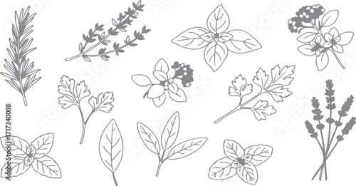 Delicate Herb Collection Outline Graphic Vector Illustration showcasing rosemary thyme basil oregano parsley sage mint lavender and bay leaf for culinary and medicinal use