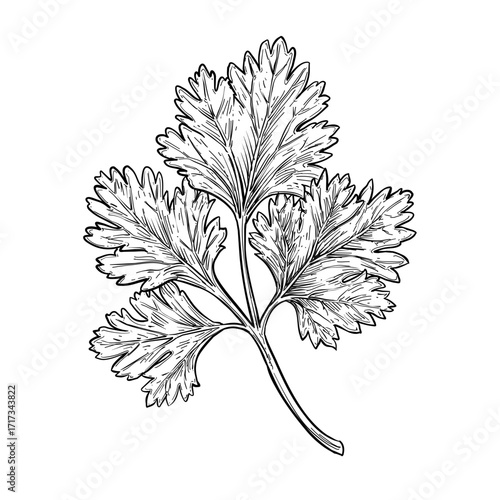 coriander leaf vector line art hand drawn illustration