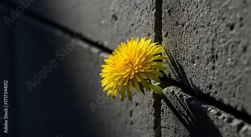 Bright Yellow Dandelion Growing From Dark Gray Brick Wall Under Sunlight